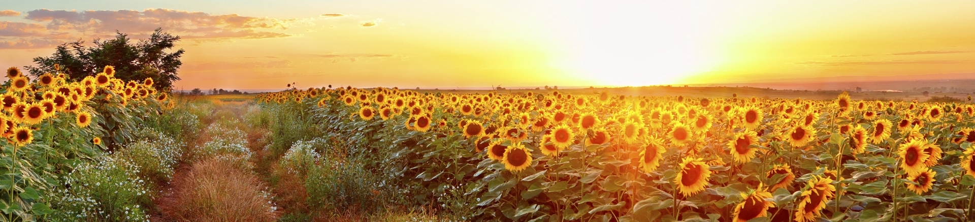 Sunflower field